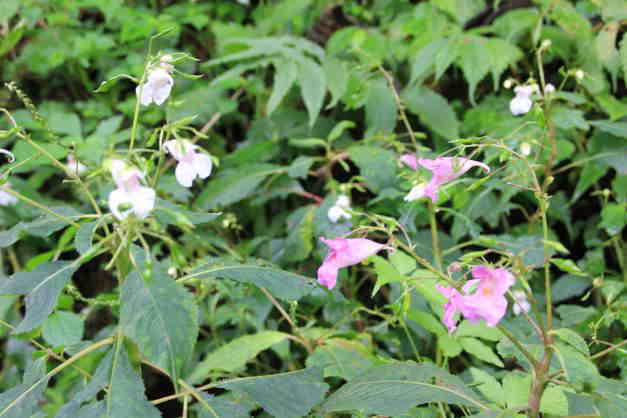 佐渡の花